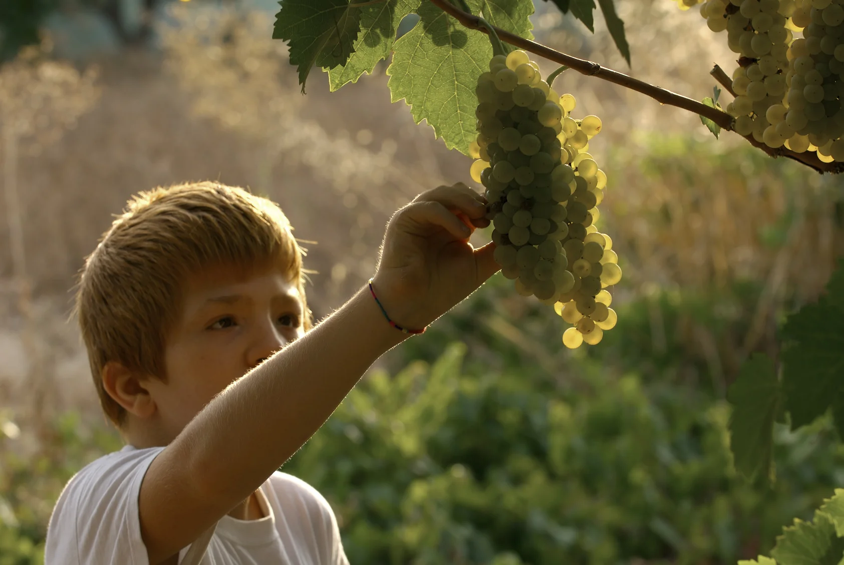 Wine Country Kids Activities