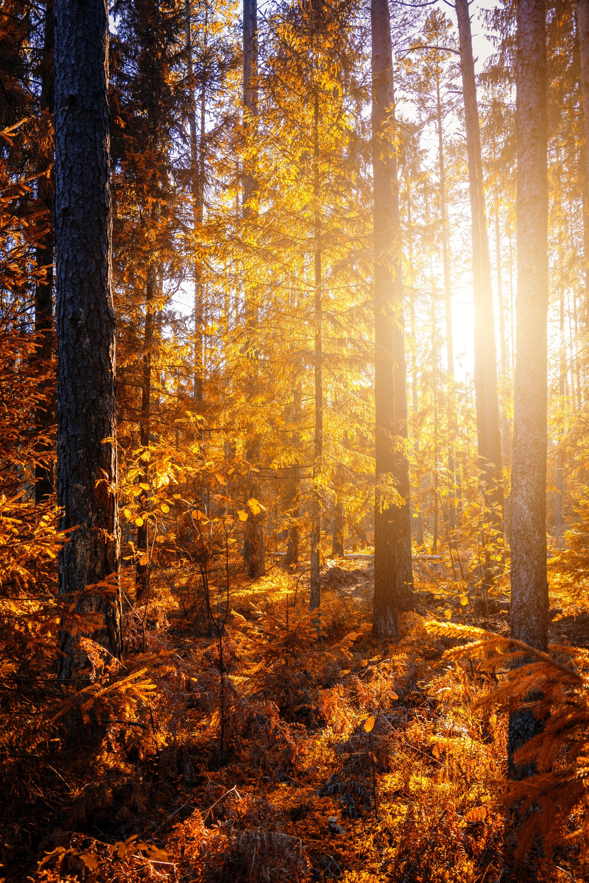 branch-bright-daylight-1496378.jpg