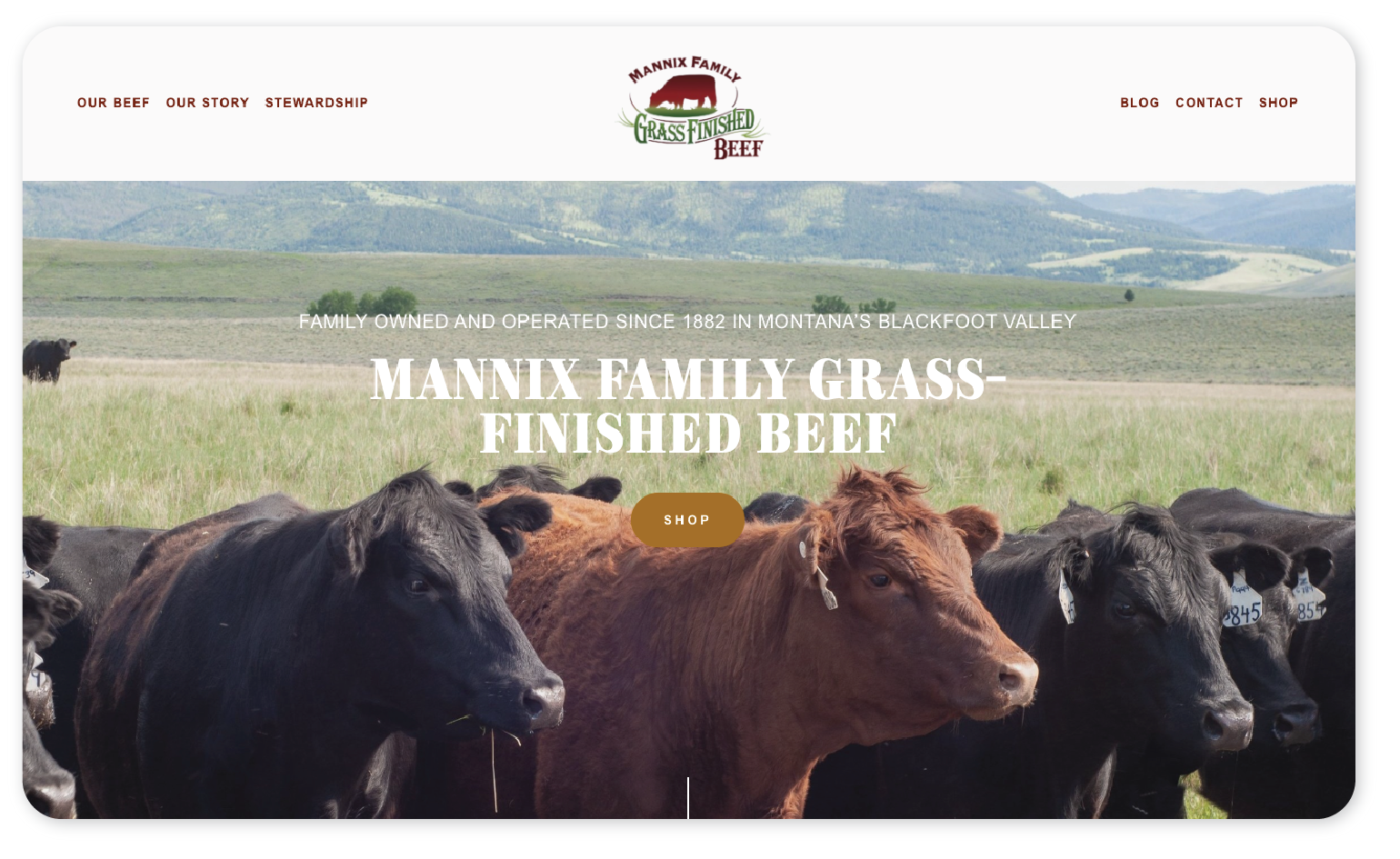 Website homepage showing cattle in a field with text "Mannix Family Grass-Finished Beef," highlighting its family-owned operation since 1882 in Montana's Blackfoot Valley. Navigation includes Our Beef, Our Story, Stewardship, Blog, Contact, and Shop.