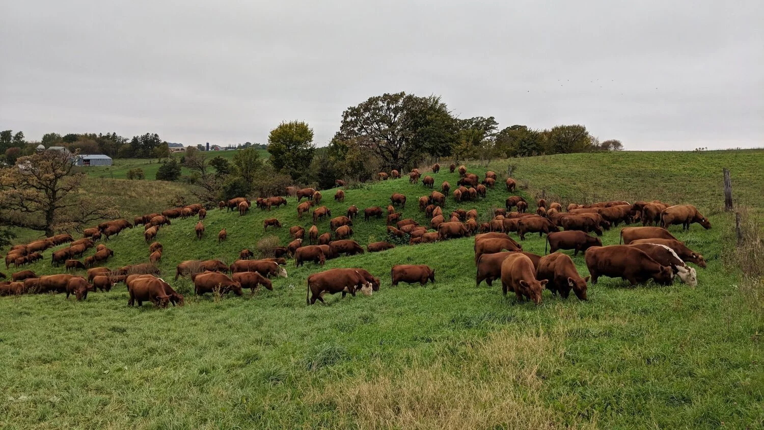 Farmer Spotlight Grass Fed Cattle Co — BARN2DOOR