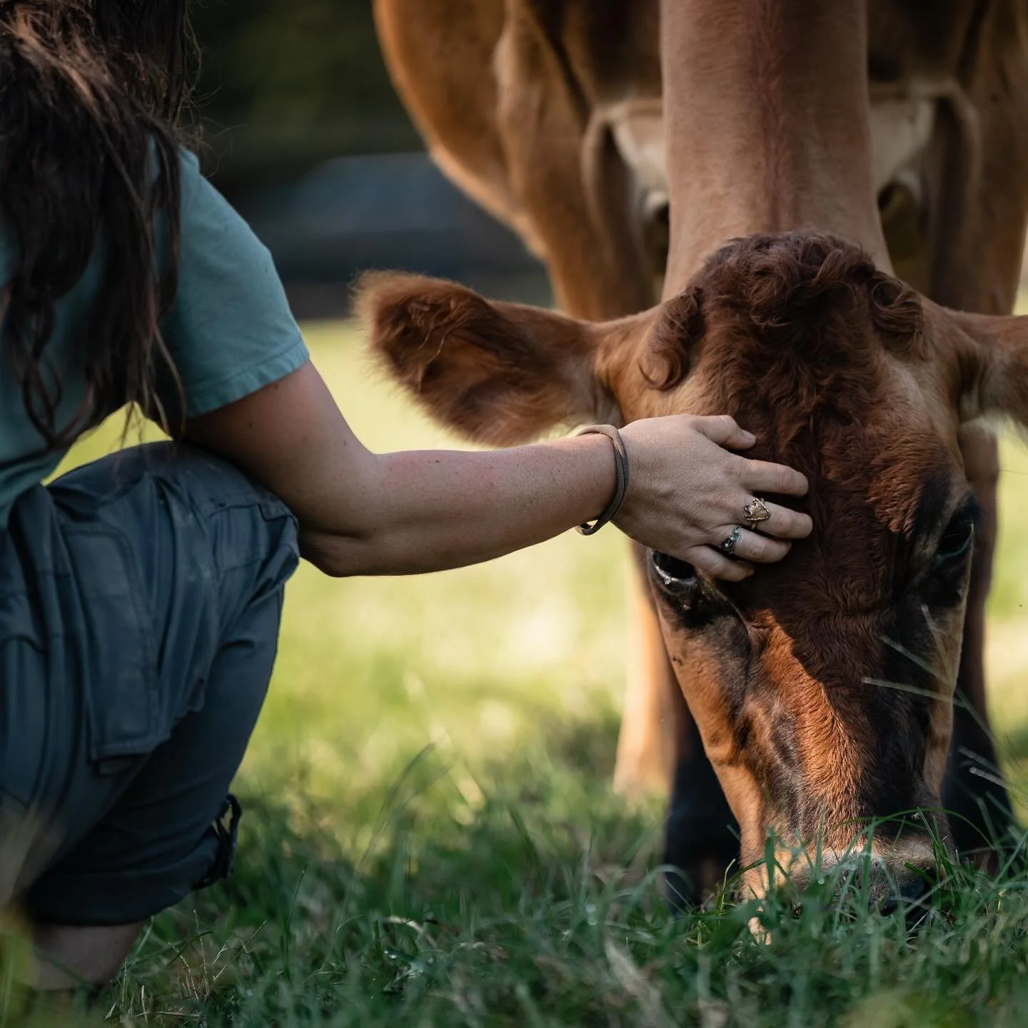 A person kneeling outdoors gently places a hand on the forehead of a brown cow grazing in the grass.