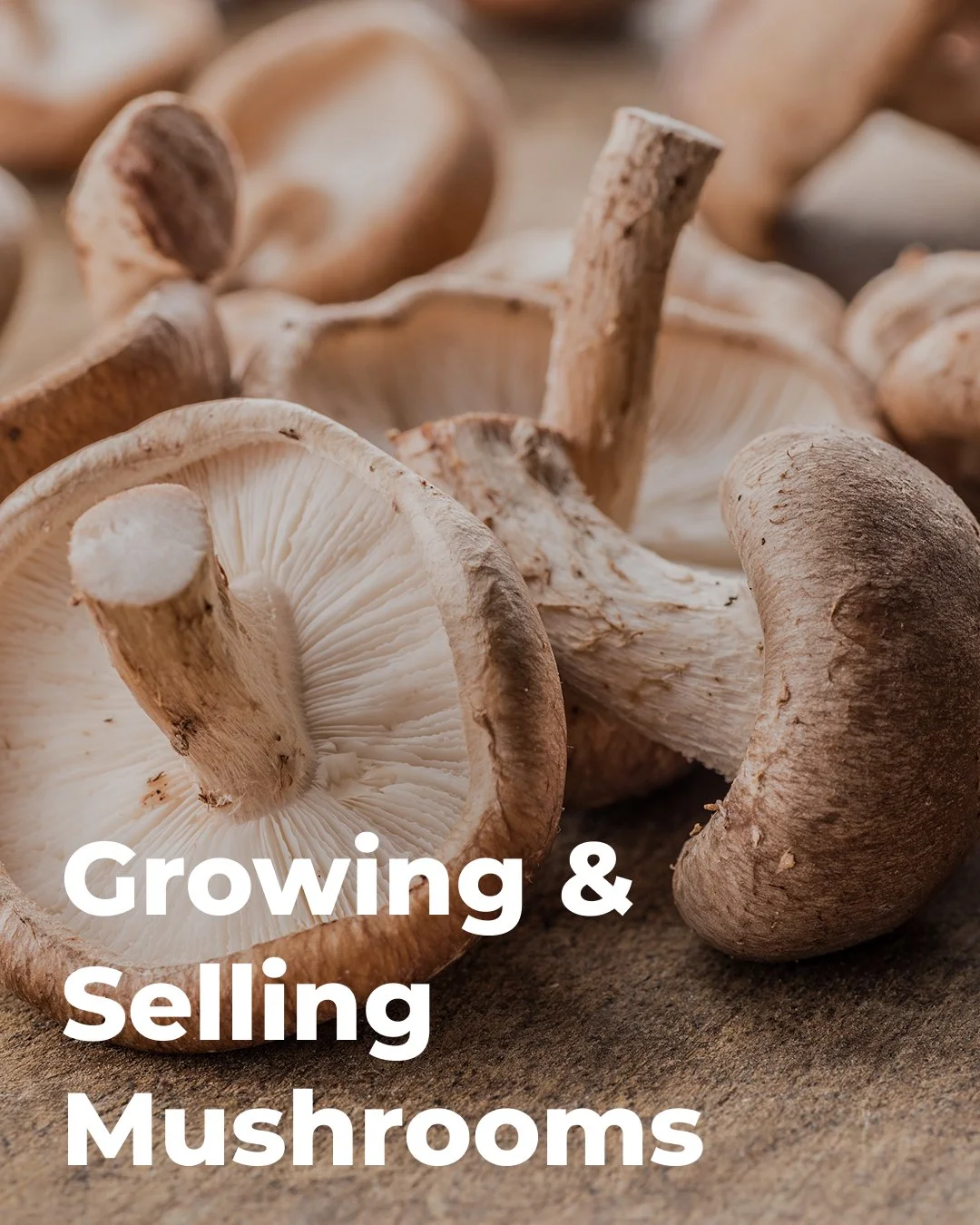 Mooove over for Mushrooms! Is this a product you should add to your Farm? Is the profit worth the investment? Get the dirt on mushrooms in our latest blog (link in bio).