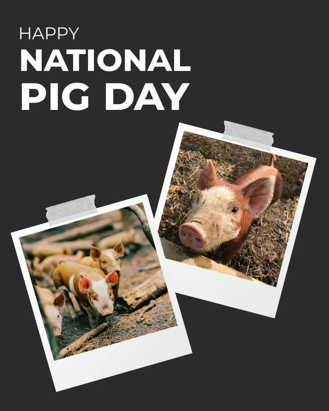 Celebrate pigs! Celebrate pig farmers! We once overheard someone calling these amazing creatures the best recycling program ever: you give them food scraps and they make BACON!

Shout out to @joel_salatin's the Pigginess of Pigs book on this special 