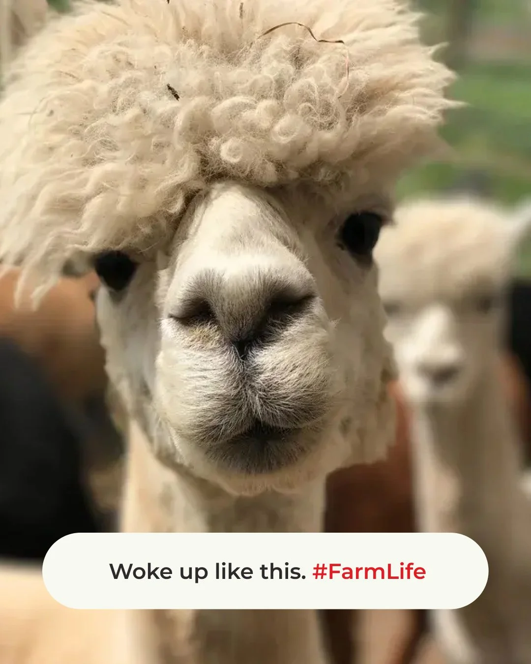 Attempt to alpaca some humor into your day 😆 
#FarmHumor #FarmPun #Barn2Door