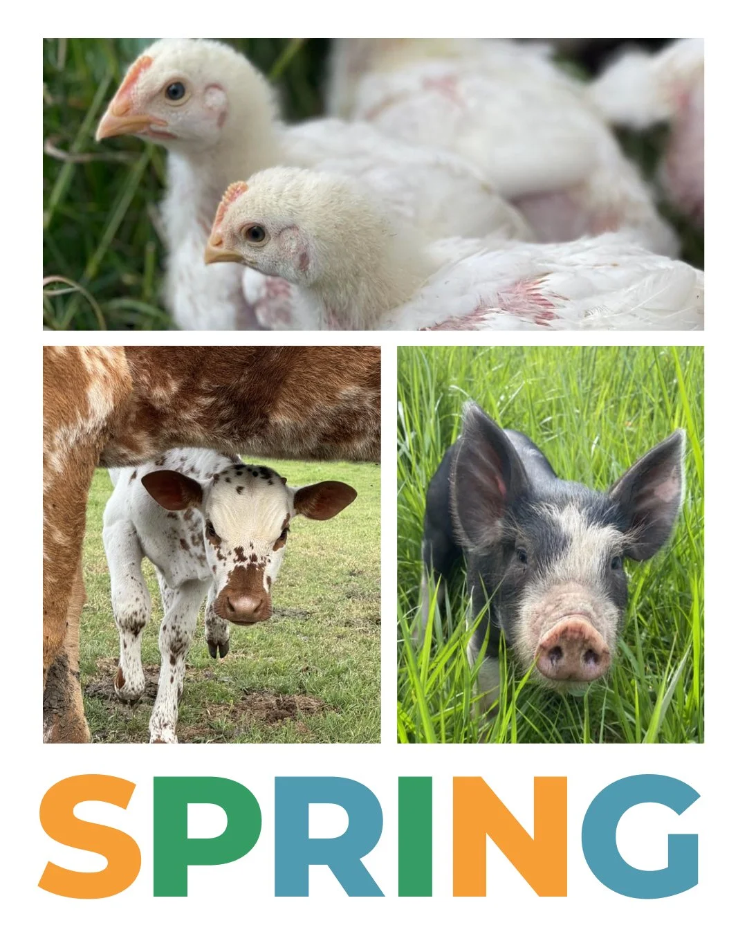 Hurray! We made it. Winter is exiting, spring is entering, summer is coming! We love working in an industry that is so seasonally focused. It gives a meaningful rhythm to day in and day out. Happy Spring y&rsquo;all!