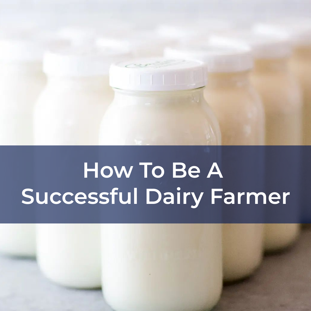 How To Be A Successful Dairy Farmer