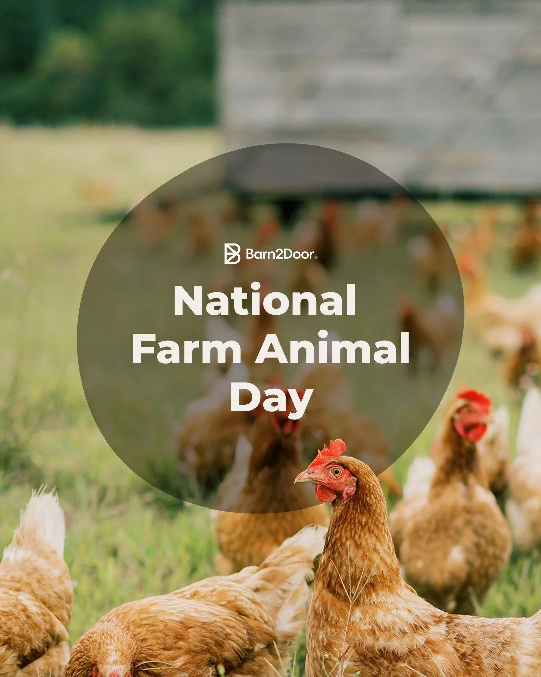 Animals make the Farms go round! Farm animals are SUCH an important part - not only of our plates and diets - but in their participation in regenerative agriculture. They contribute to the health of the soil and humans just by being themselves (in th