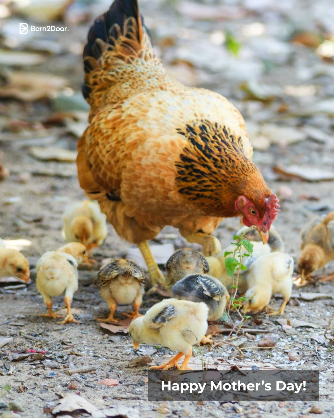 Everyone needs moms - even animals! Moms make the world go 'round! Amazing to see the cycle of life and love &mdash; especially as we celebrate moms today!

#mothersday