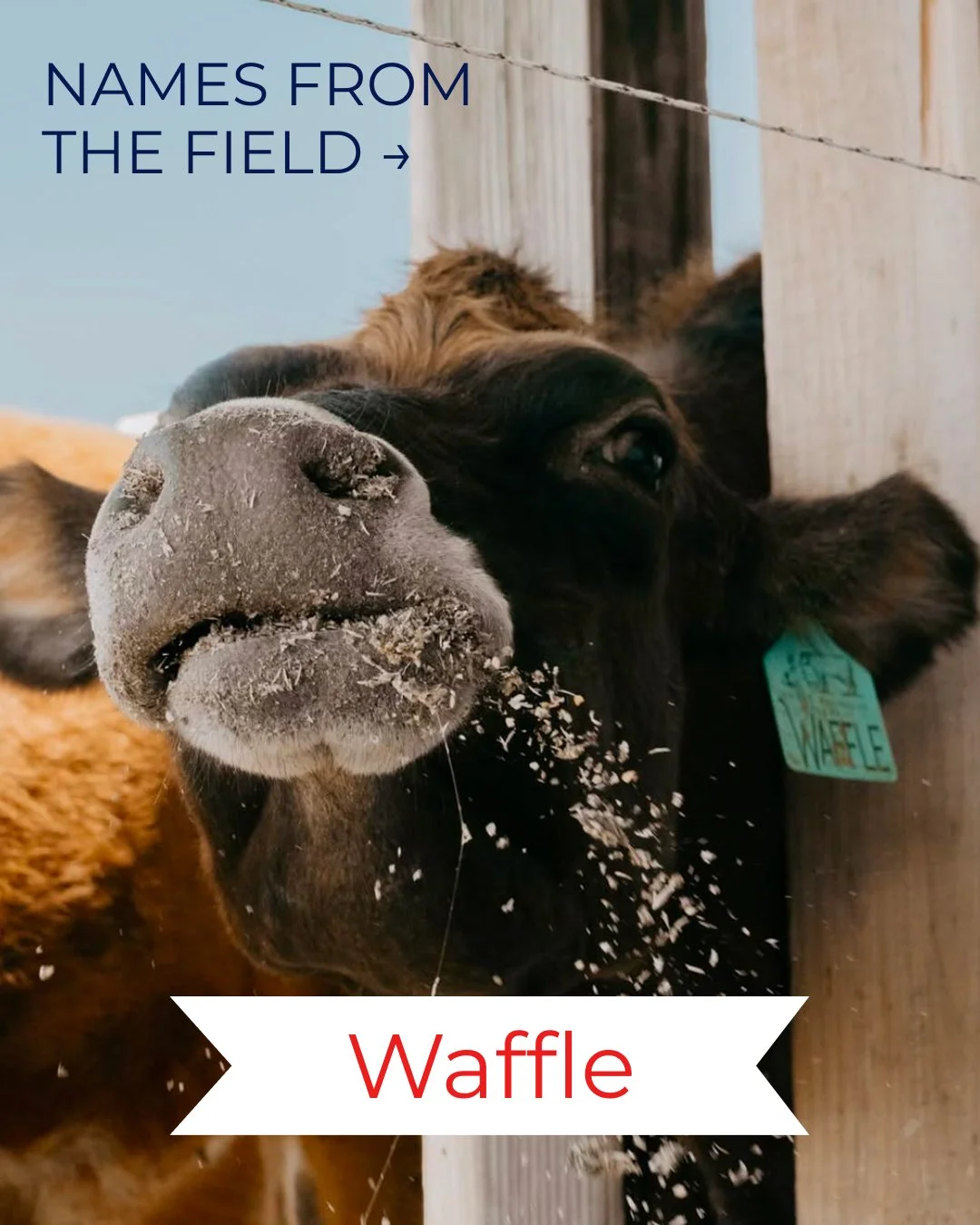 Swipe to meet these lovely ladies&hellip; did you name your 🐮's? 

#barn2door