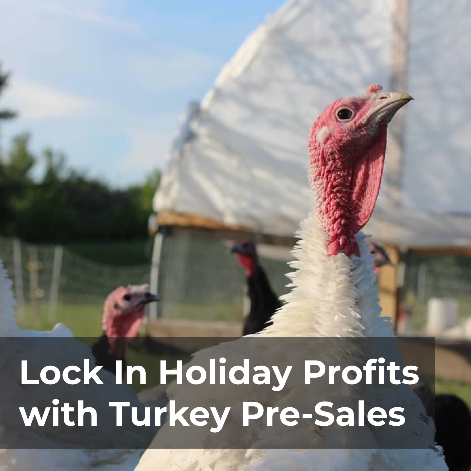 Lock In Holiday Profits with Turkey Pre-Sales