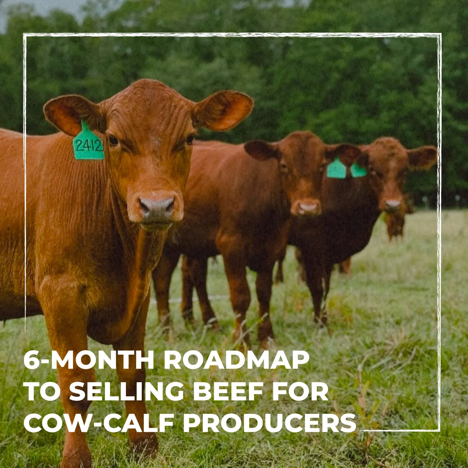 6-Month Roadmap to Selling Beef for Cow-Calf Producers