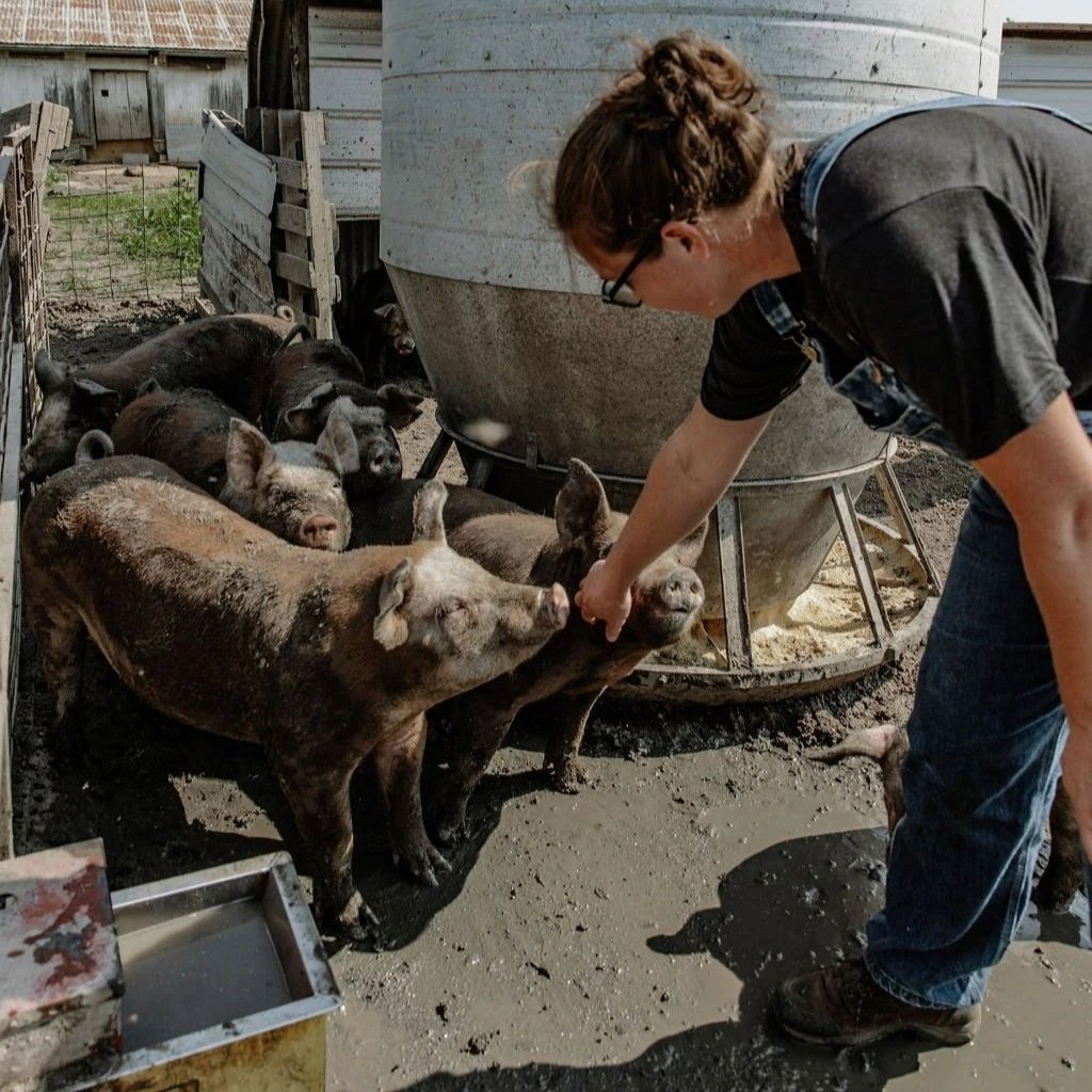 Farmer interacting with pigs