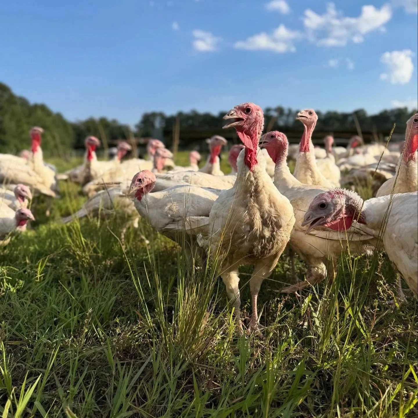 A flock of young white turkeys standing in a sunny, green pasture under a blue sky.