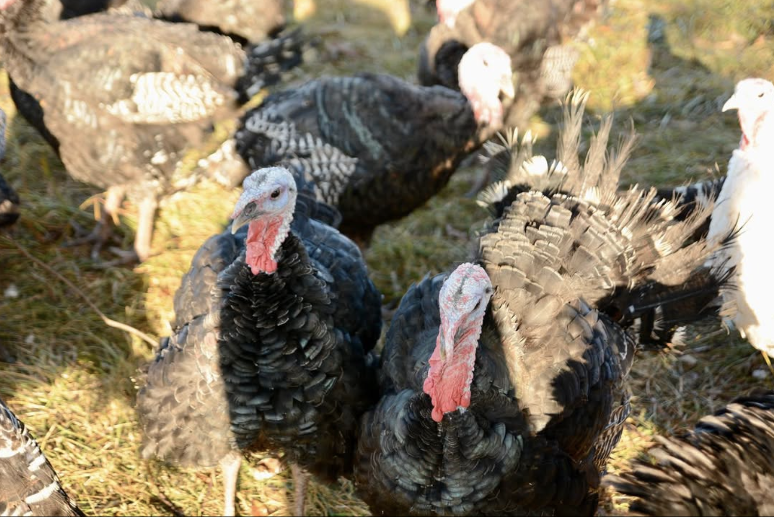 Close-up of two black turkeys standing in a sunny, grassy field among a flock.
