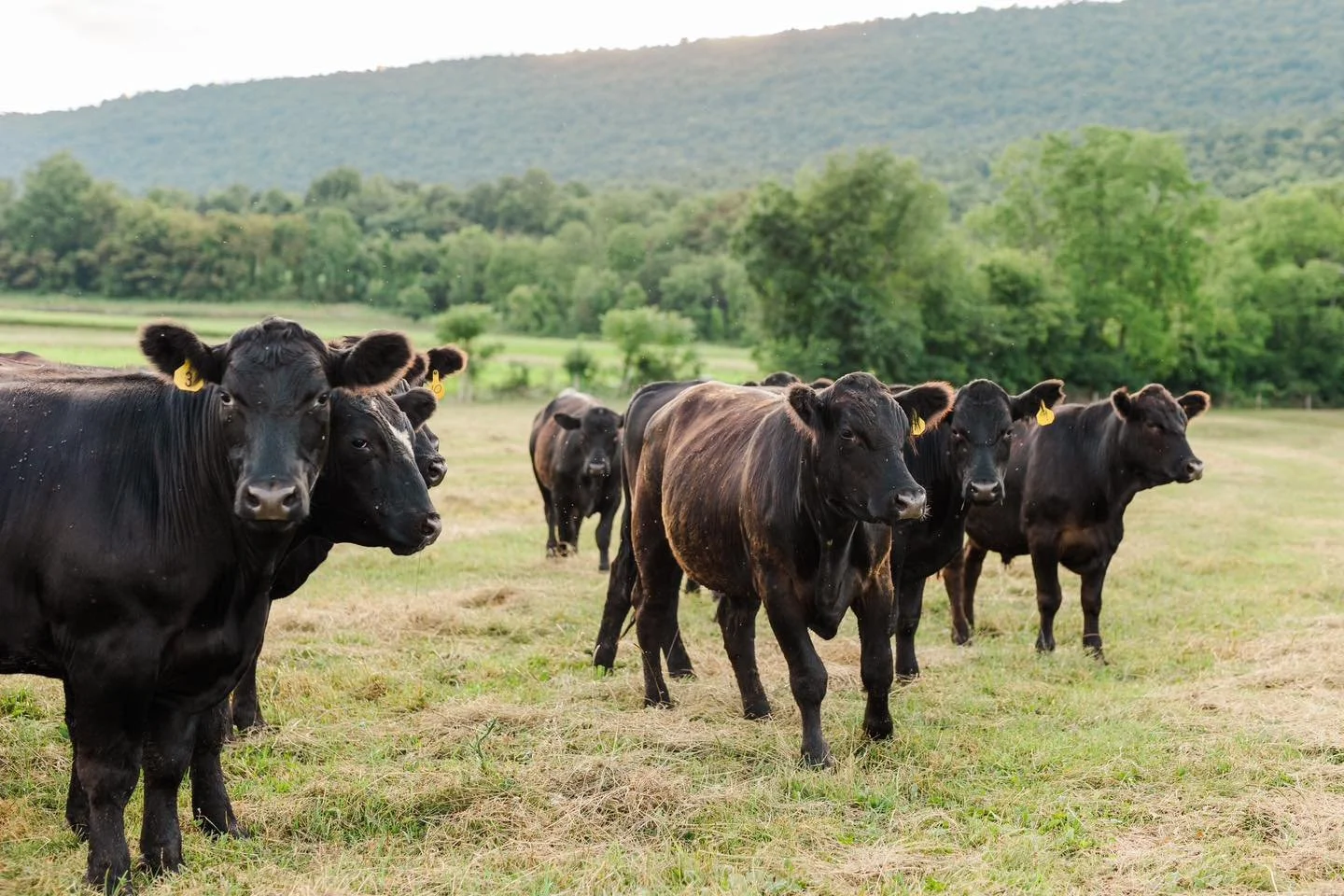 A herd of black cattle standing in a grassy pasture with tree-covered hills in the background.