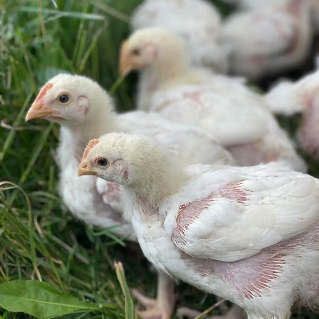 Healthy, pasture-raised white chickens exploring a lush green field. This image highlights ethical farming practices and sustainable poultry production, showing young birds in a natural outdoor environment.