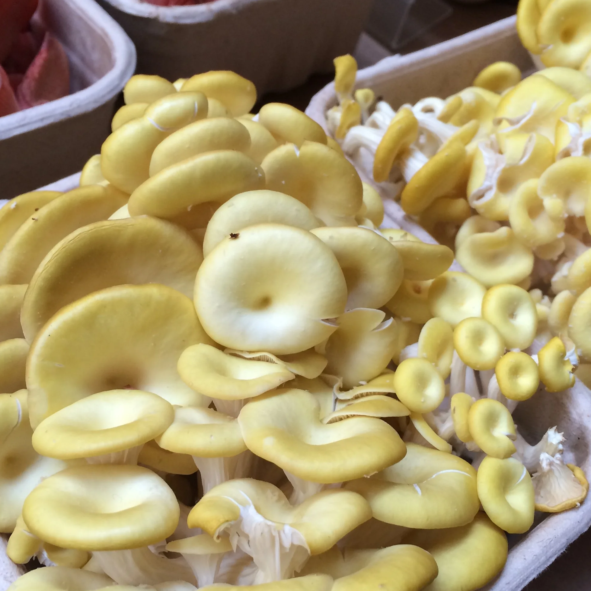 bright yellow oyster mushroom cluster