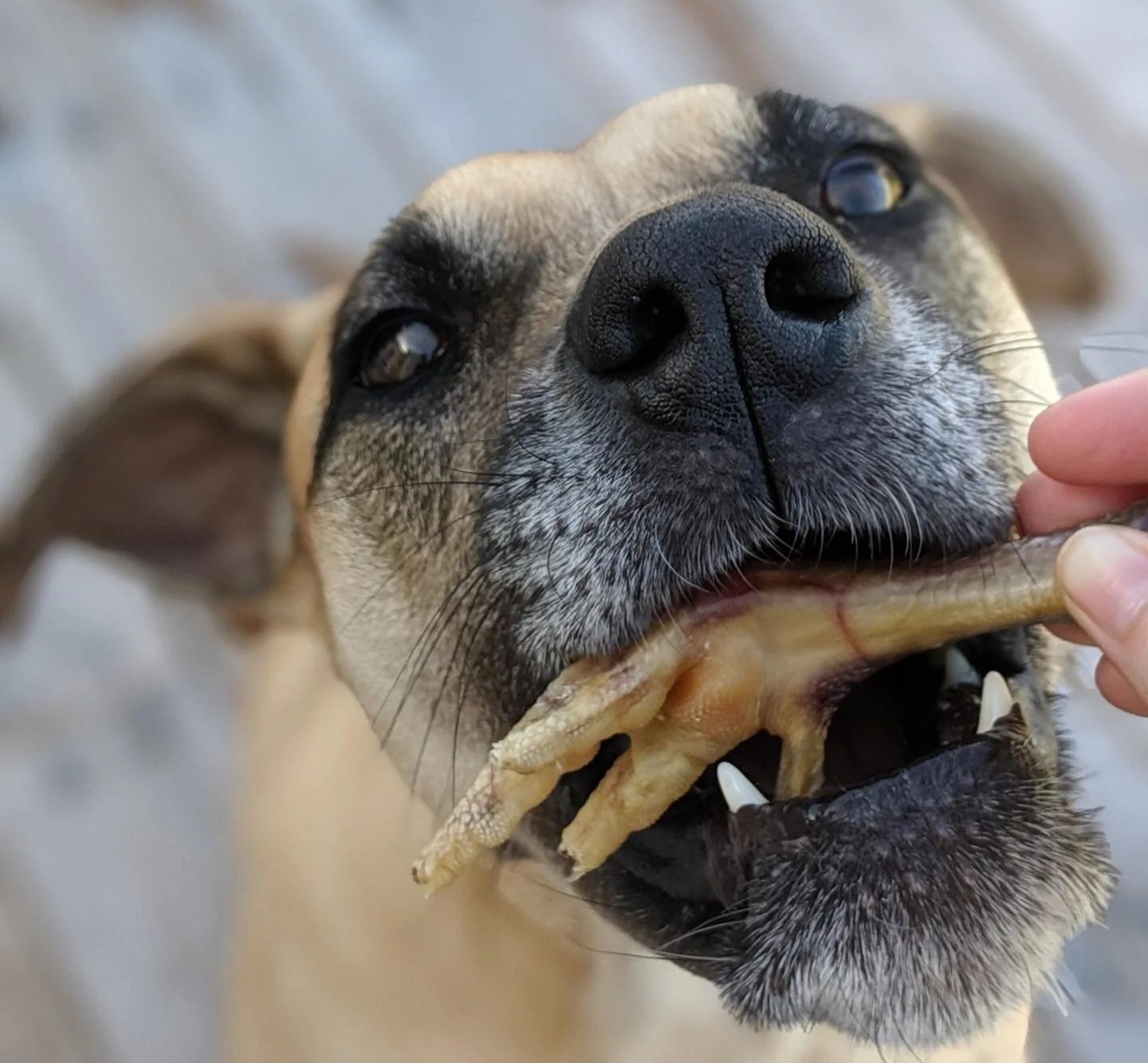Close-up of a tan dog with a dark muzzle taking a chicken foot treat from a hand.