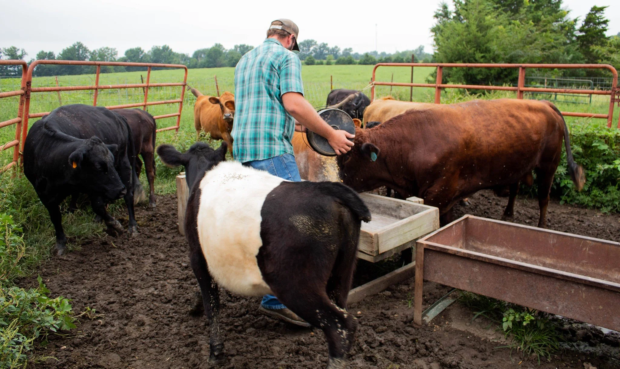 A farmer pouring feed into a trough for cattle in a muddy outdoor pen.