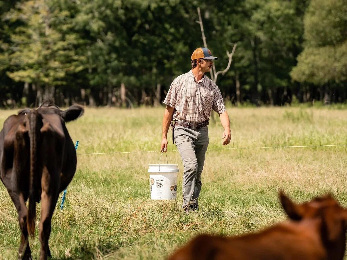 A farmer carrying a white bucket walks through a grassy field past cattle, with a dense forest in the background.
