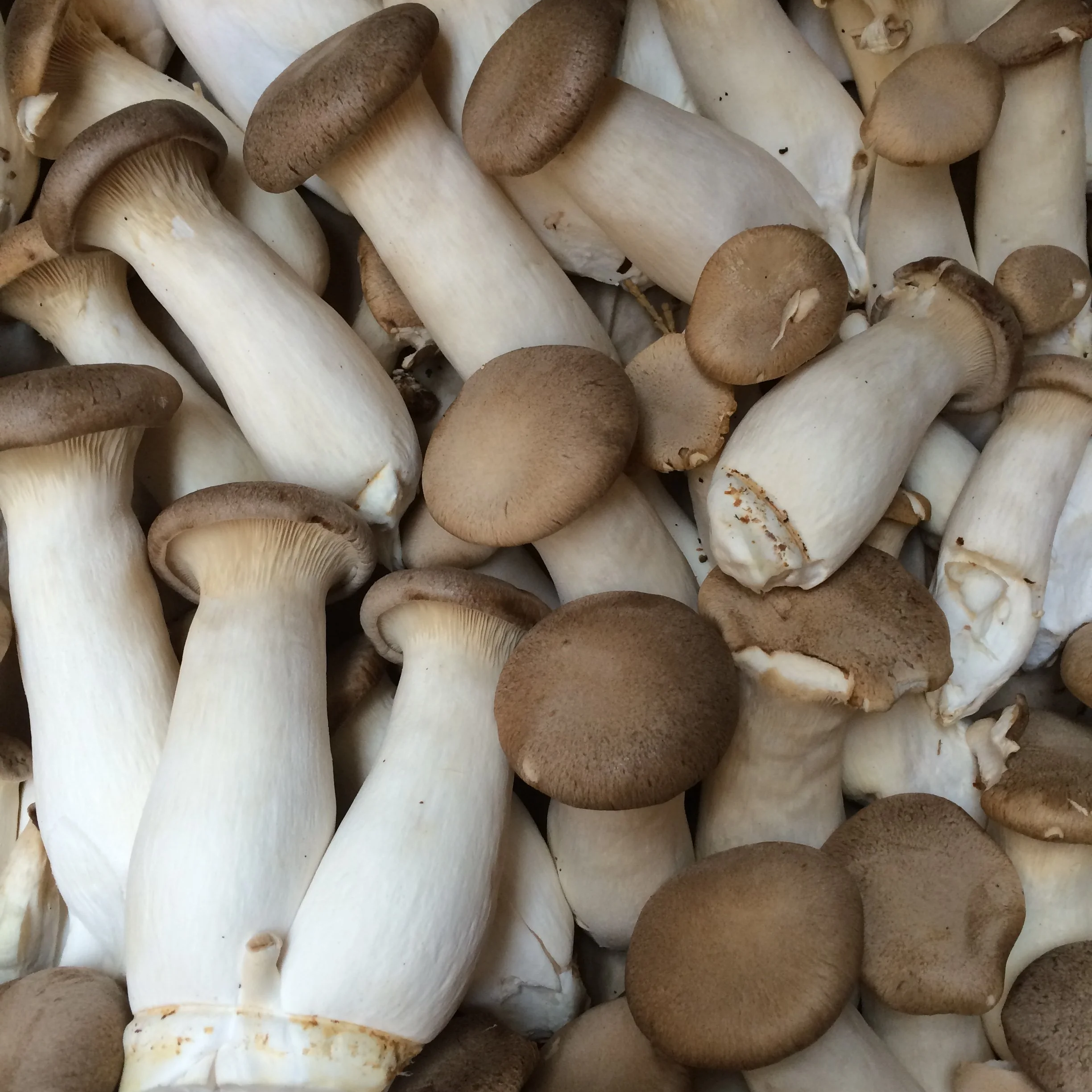 Farm fresh trumpet mushrooms in a pile