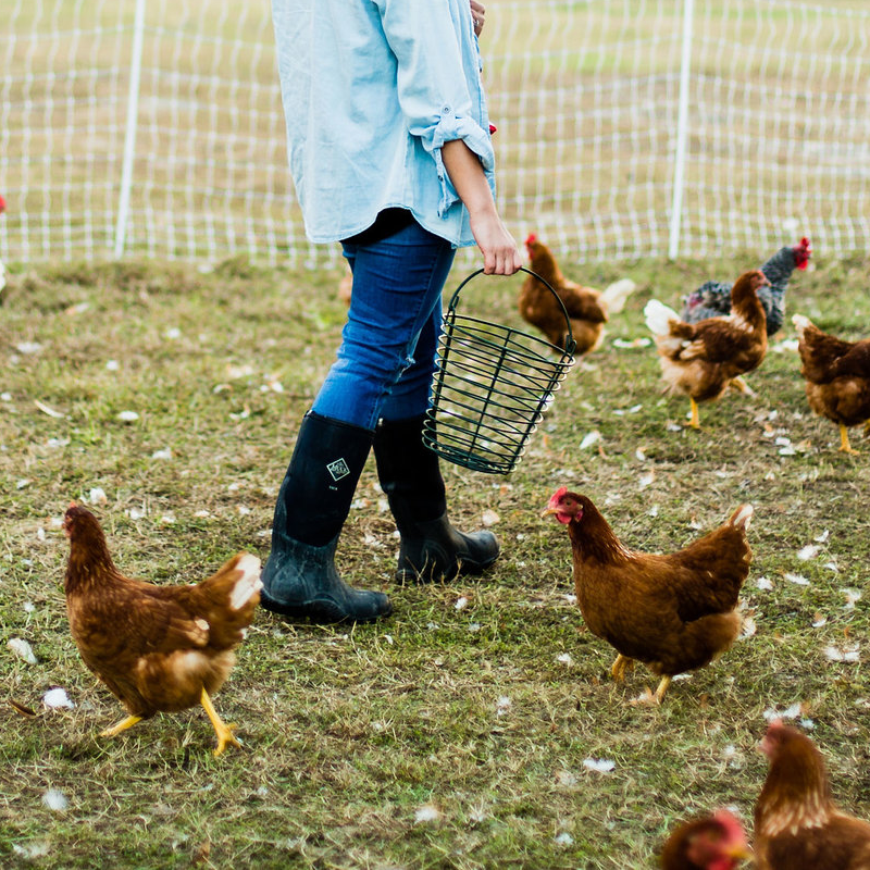 A farmer carrying a wire basket among a flock of brown chickens in an outdoor pasture near a chicken coop.