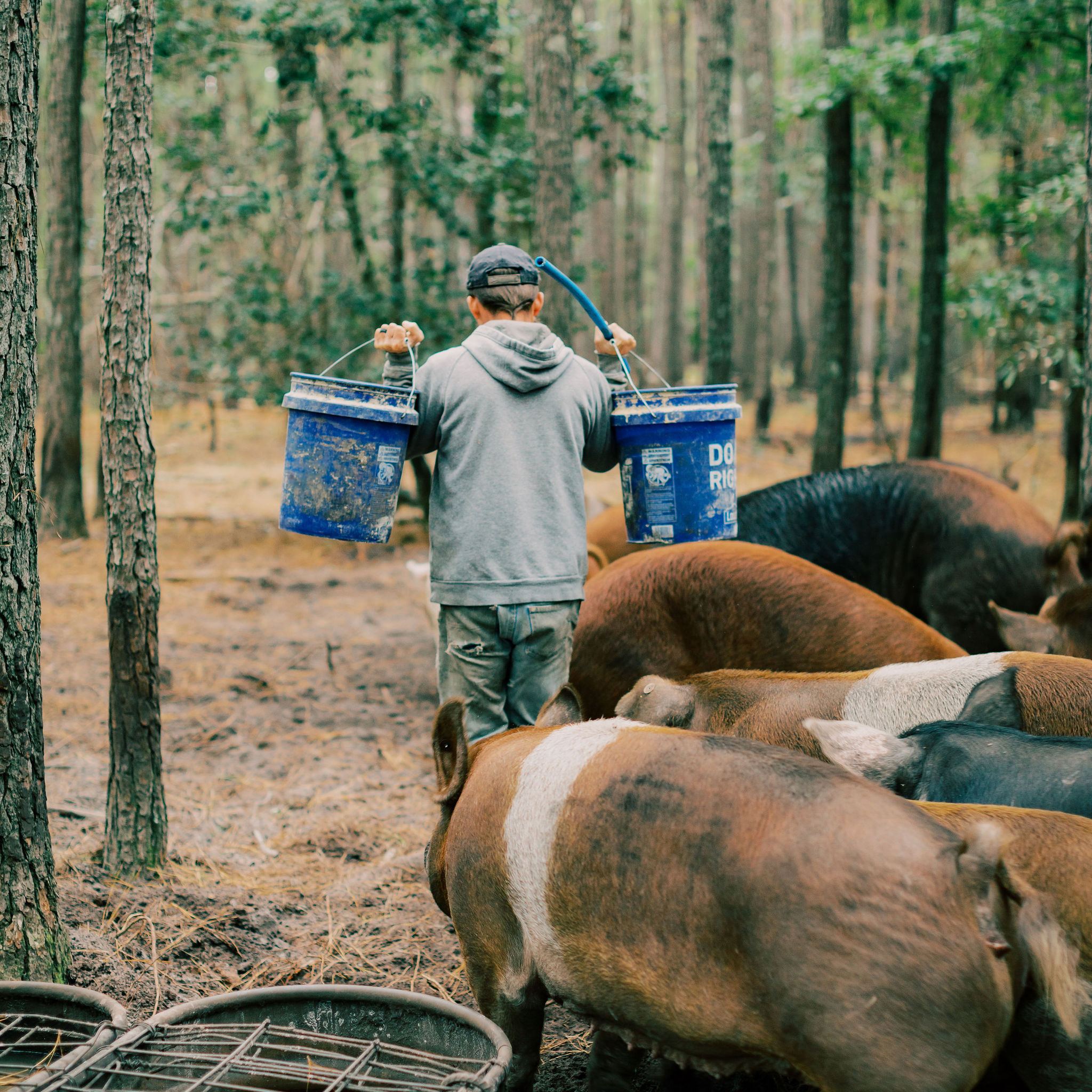 A farmer taking care of his hogs