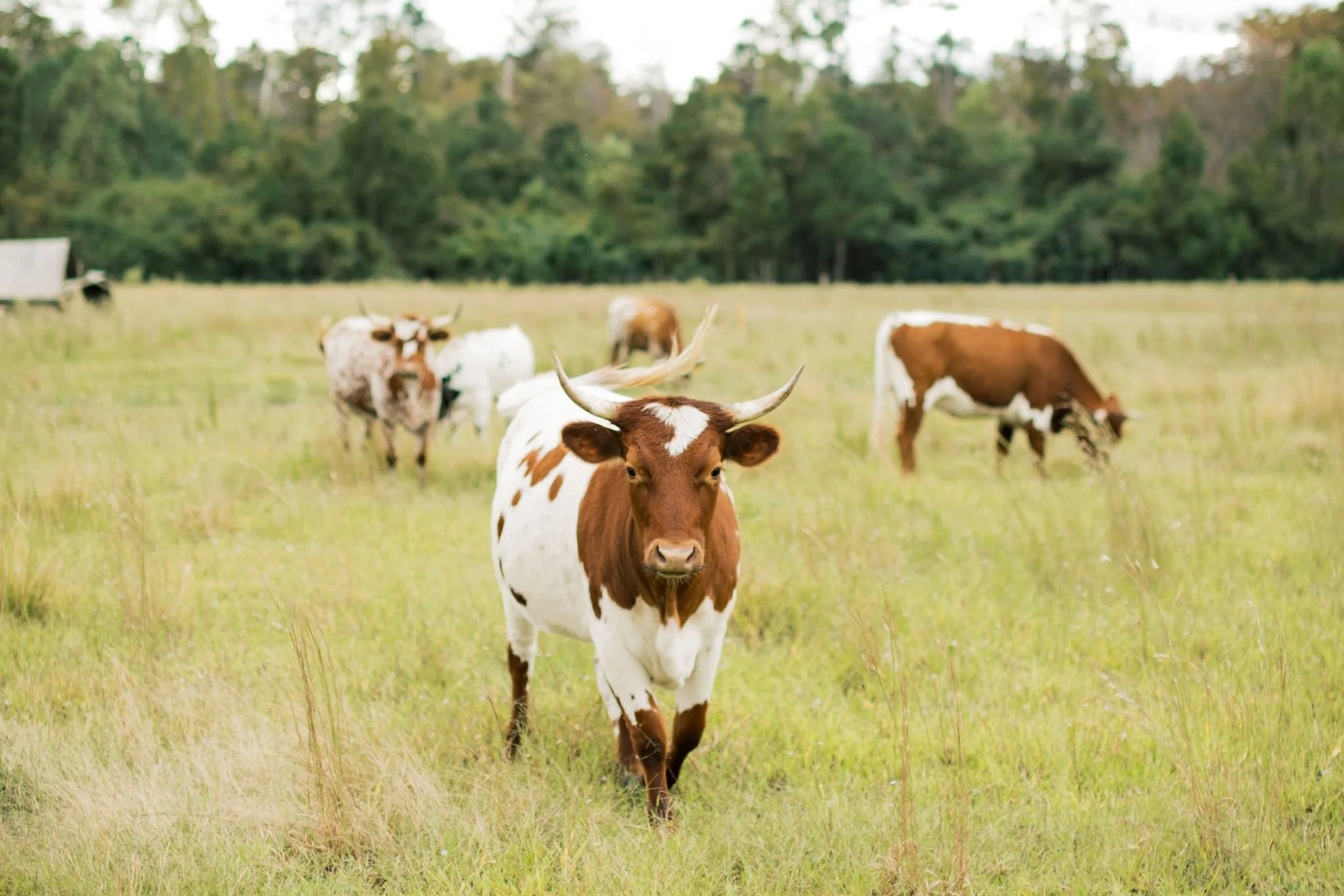 A brown and white horned cow walking forward in a grassy pasture with other cattle grazing in the background.