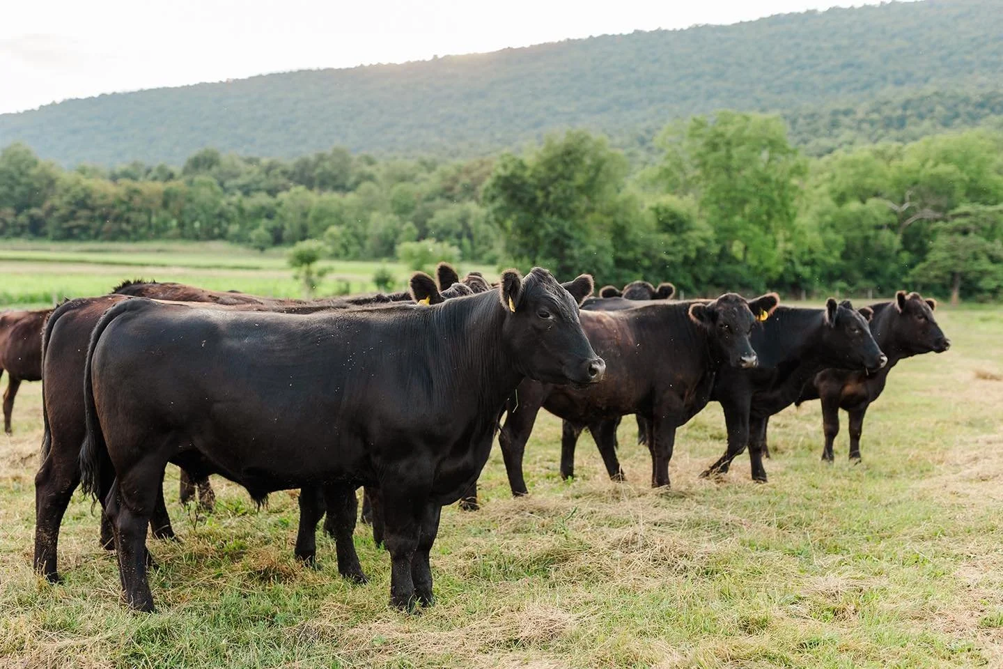 A herd of black cattle standing in a grassy pasture with forested hills in the background.