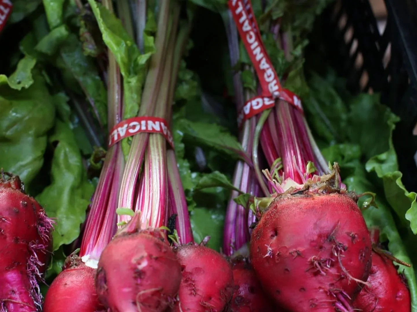 Close up of organic beets and stems