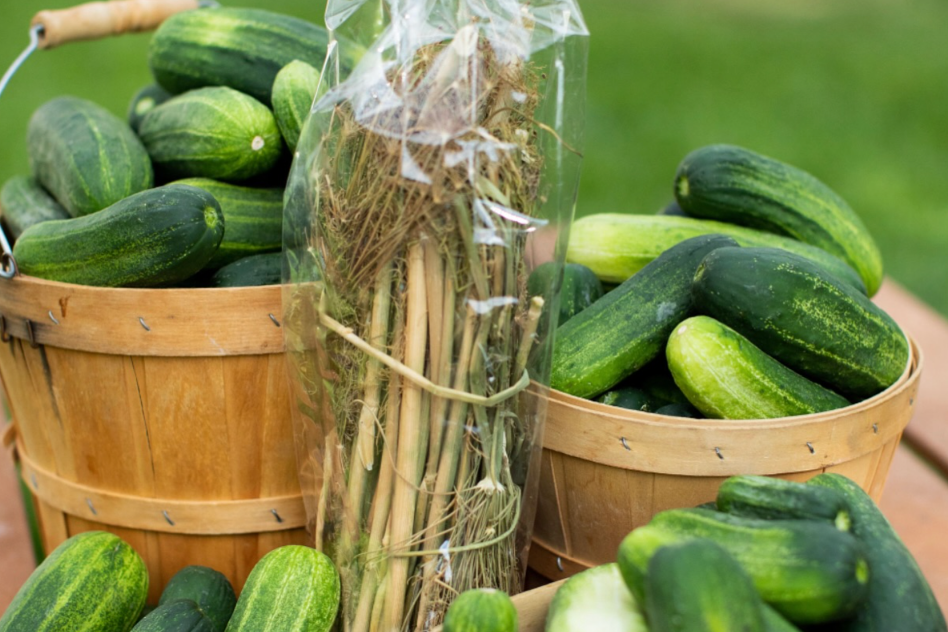 A seed packet of dried dill near a basket of dill pickles