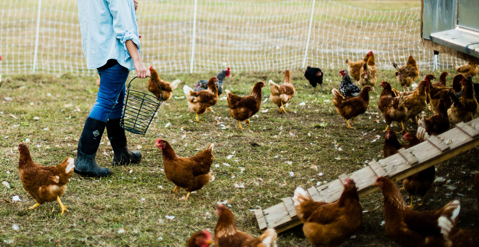 A person wearing boots and holding a wire basket walks among a flock of free-range brown chickens in an outdoor farm enclosure next to a coop.