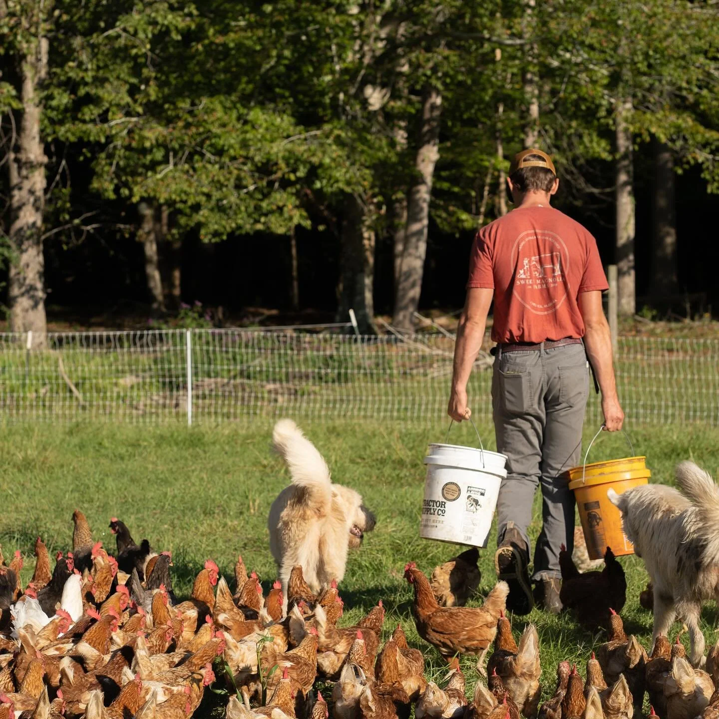 A man carrying two feed buckets walks through a grassy farm pasture surrounded by a large flock of chickens and two white dogs.