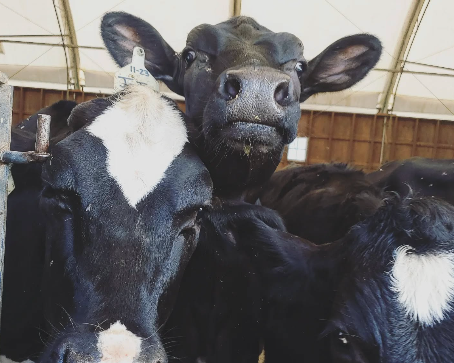 A closeup image of dairy cows on a farm