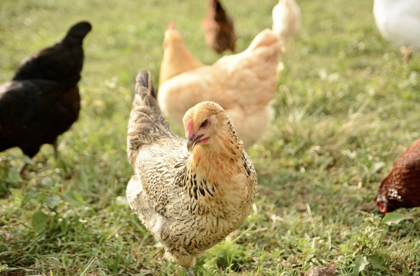 A speckled chicken standing in a grassy field with other free-range chickens in the background.
