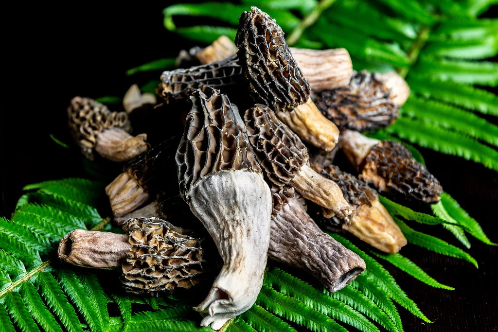 BC Morel mushrooms