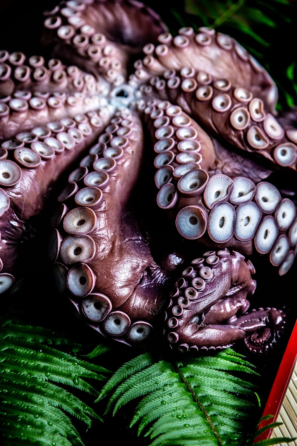 Fresh octopus