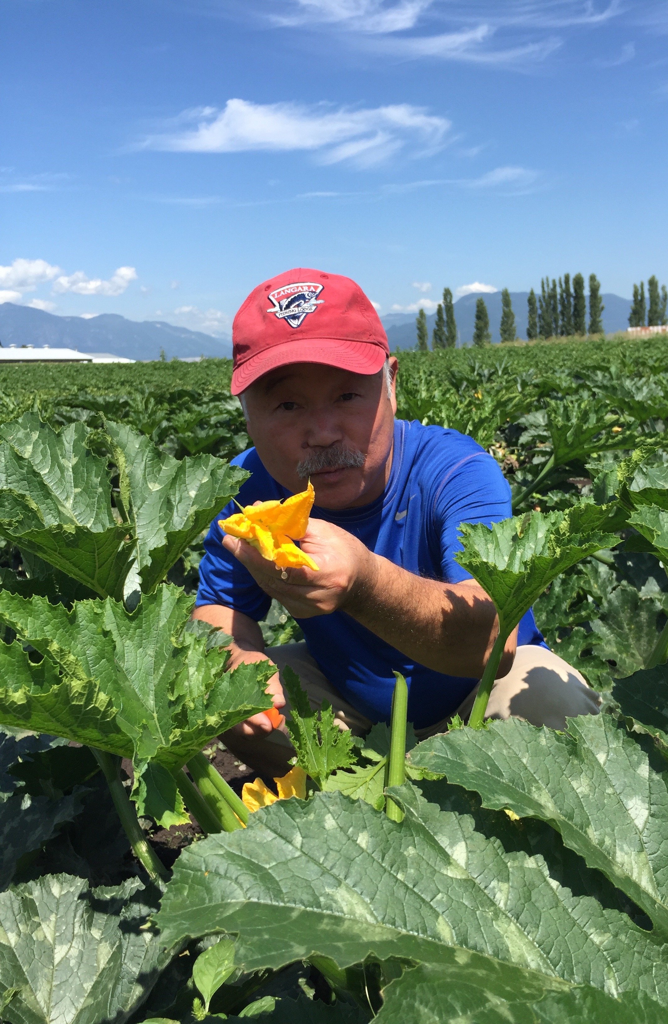 Chef Tojo harvesting Zucchini Flowers at Forstbauer Farm