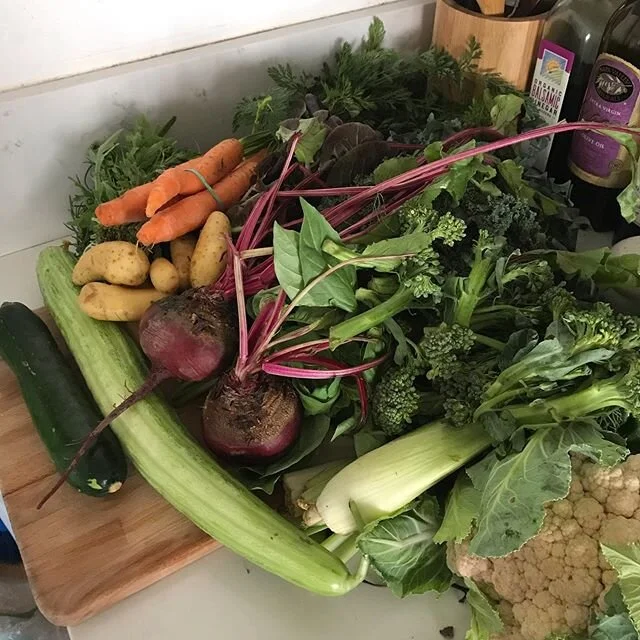 Picked up the most beautiful spread of fresh vegetables from @county.line.harvest today... swipe to see a couple recipes I tried out (gnocchi with broccoli pesto &amp; chard, zucchini goat cheese quiche!) What else should I make? 🥬🥦