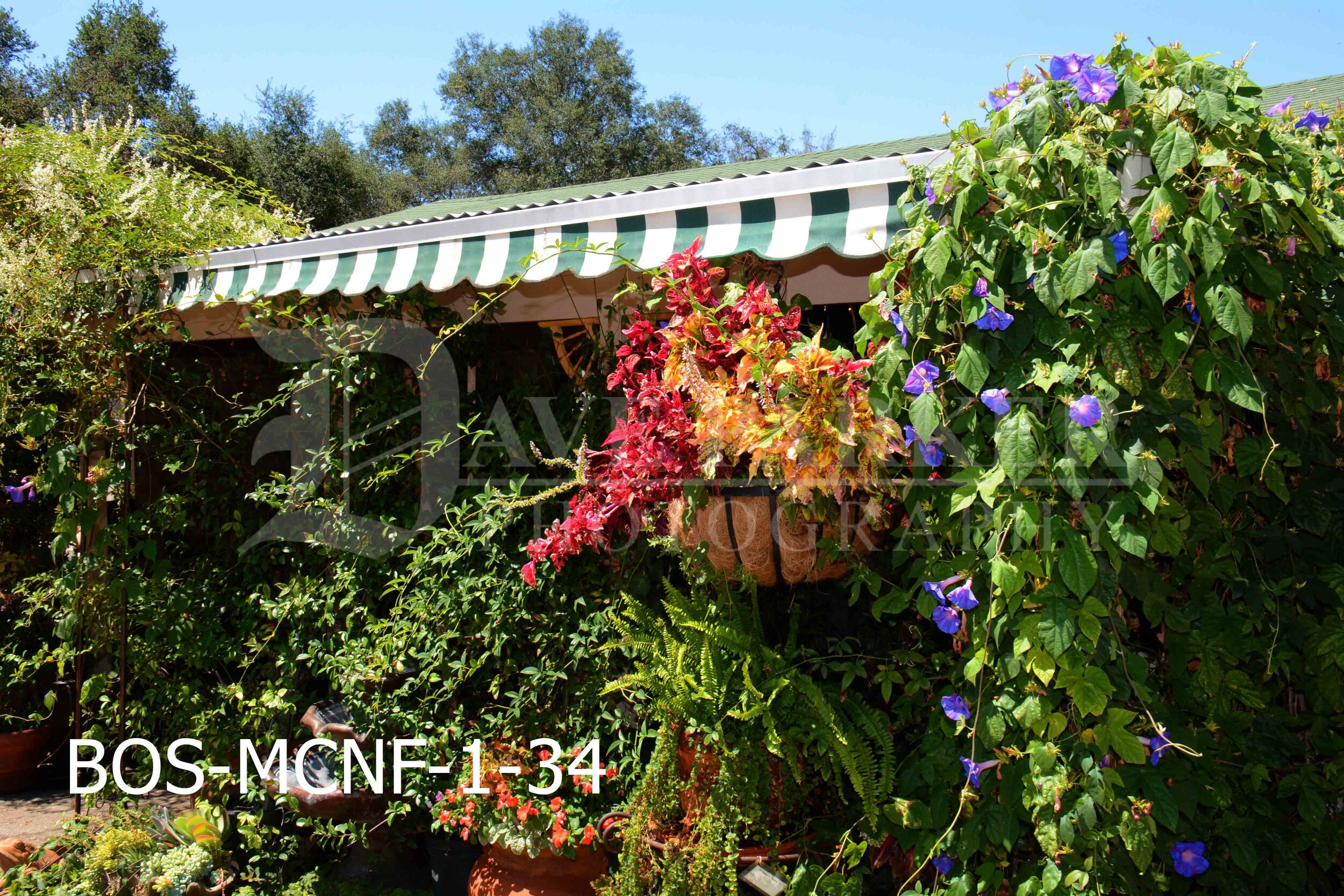 Best of Show - Myrtle Creek Nursery, Fallbrook — Dave Parker Photography