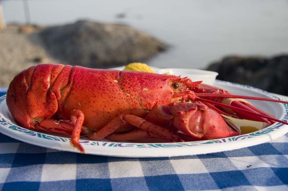 8674_Lobster_at_shore_sm.jpg