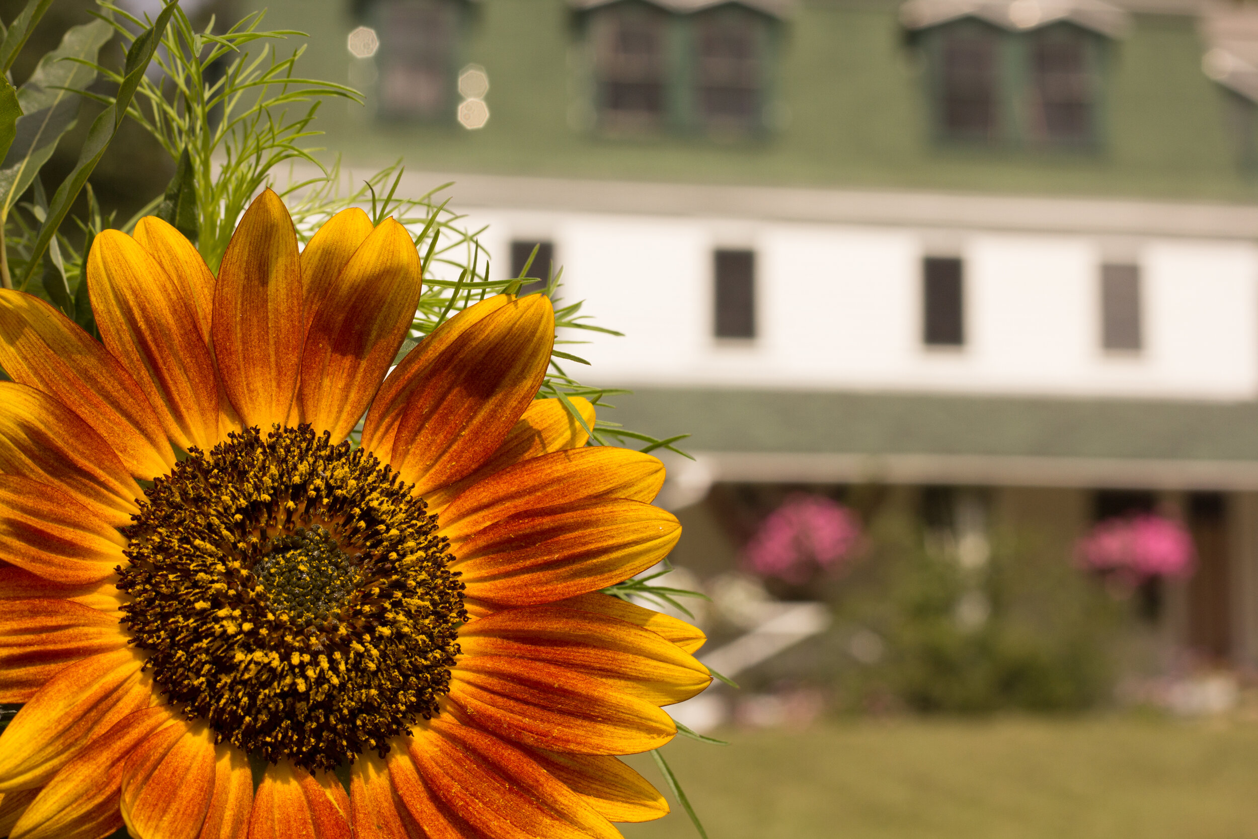 oakland house sunflower.jpg