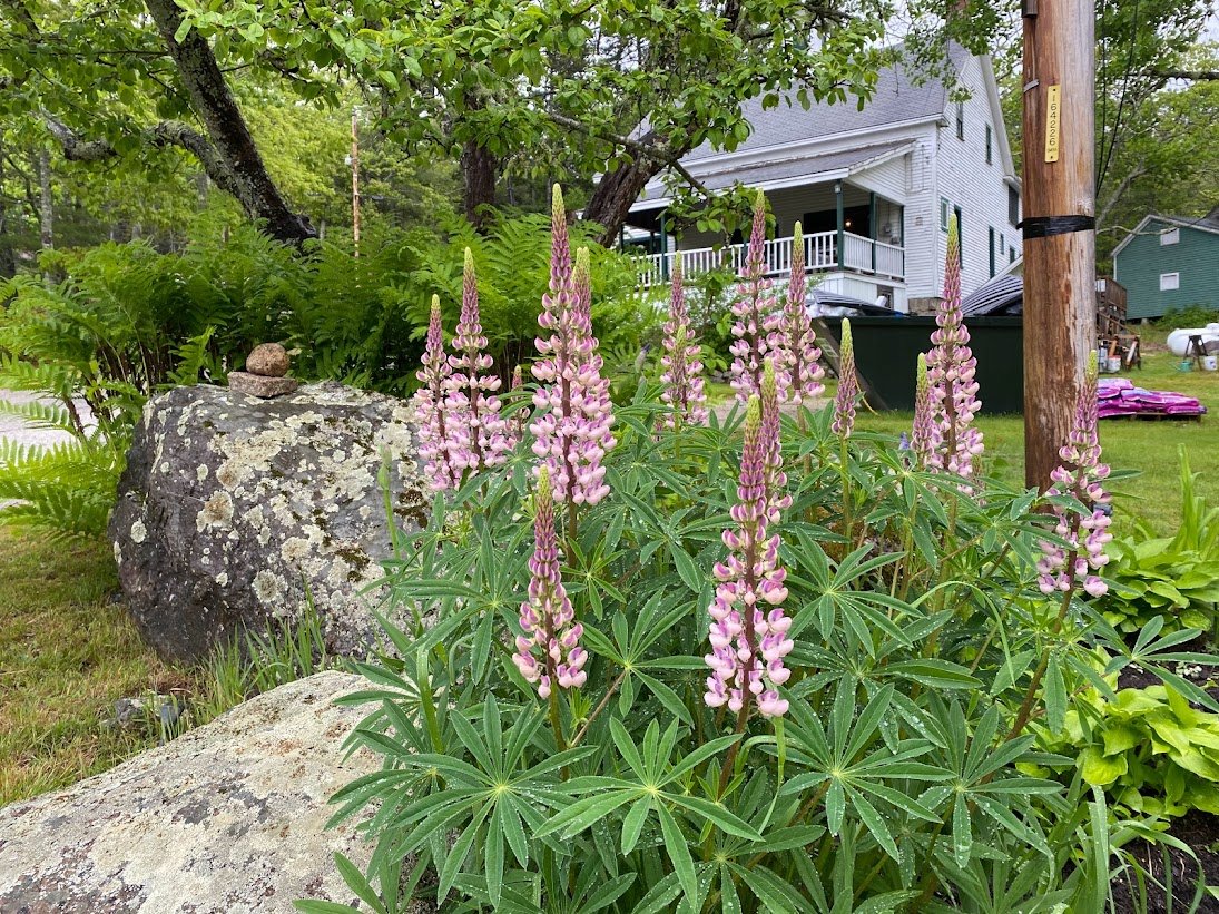 Lupine barn.jpg