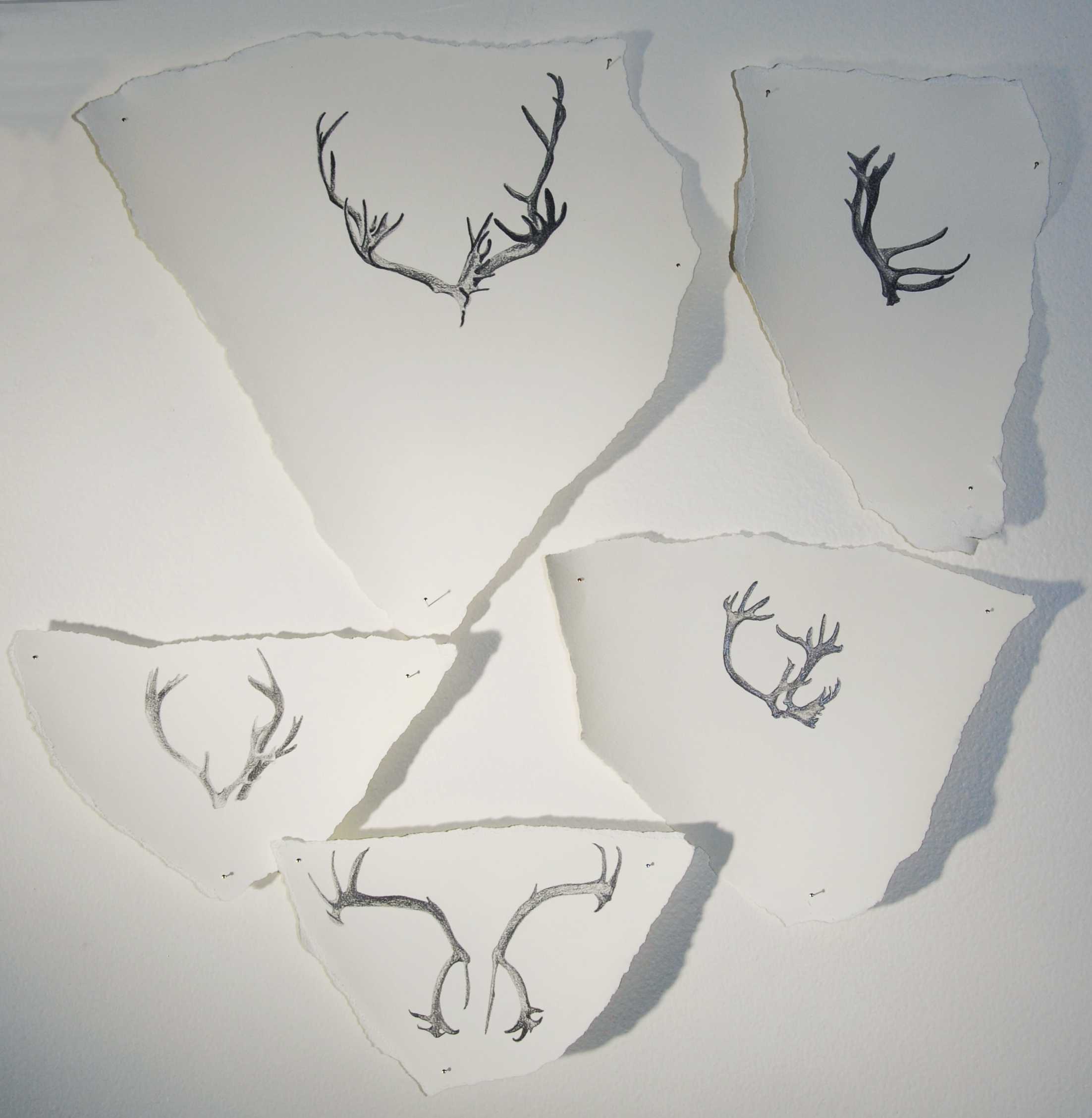 Ghost Herd , 2018. Sample installation. Graphite on recycled paper, mount pins