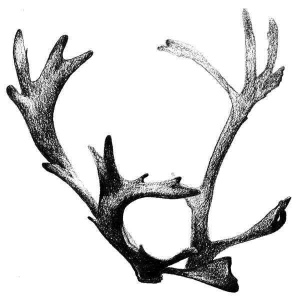 Antler Study , 2018. Graphite on paper.