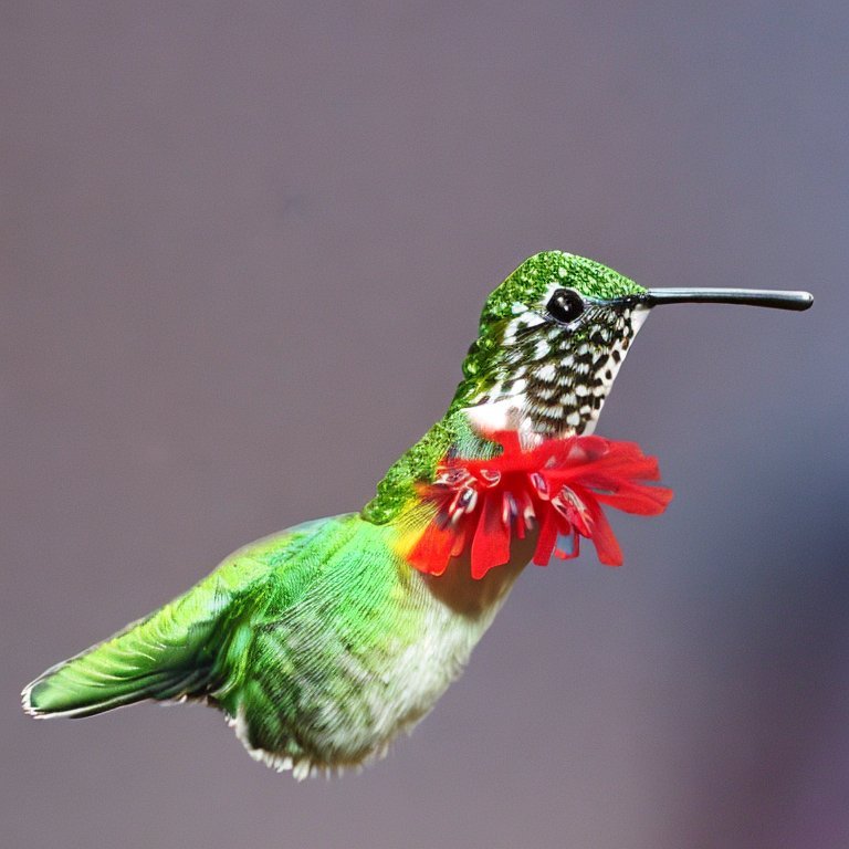 19 - Dear Hummingbird -4.jpg
