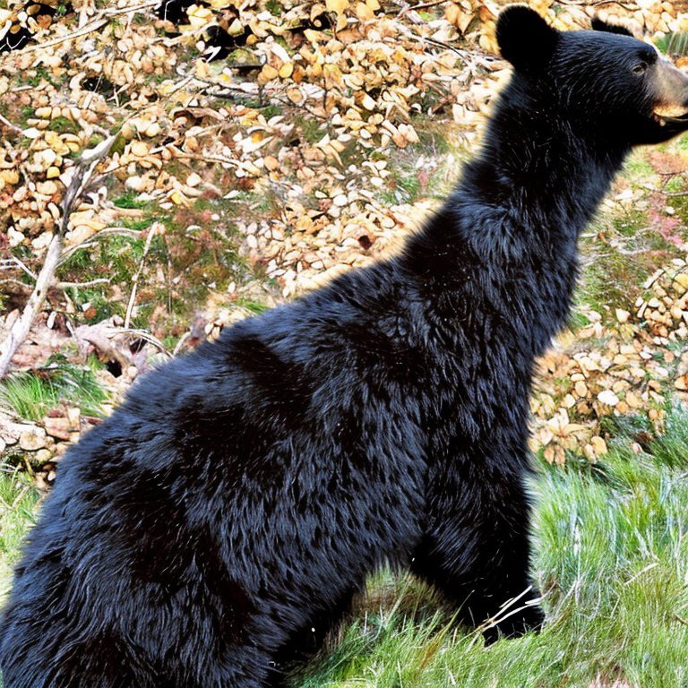 46 Dear black bear - 1.jpg