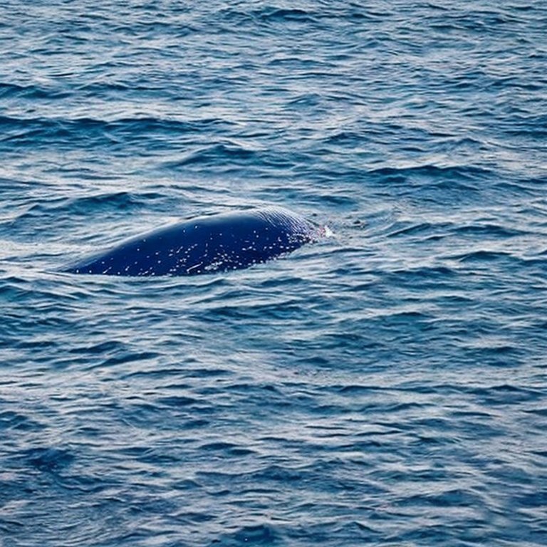 61 Dear Blue Whale - 2.jpg