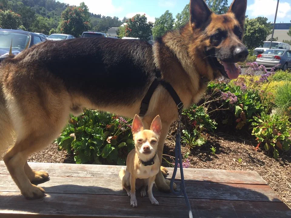 gsd.jpg