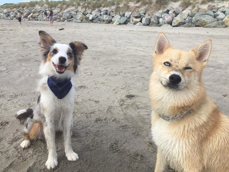 pomsky.jpg